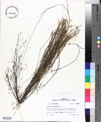 Kellochloa brachyantha image