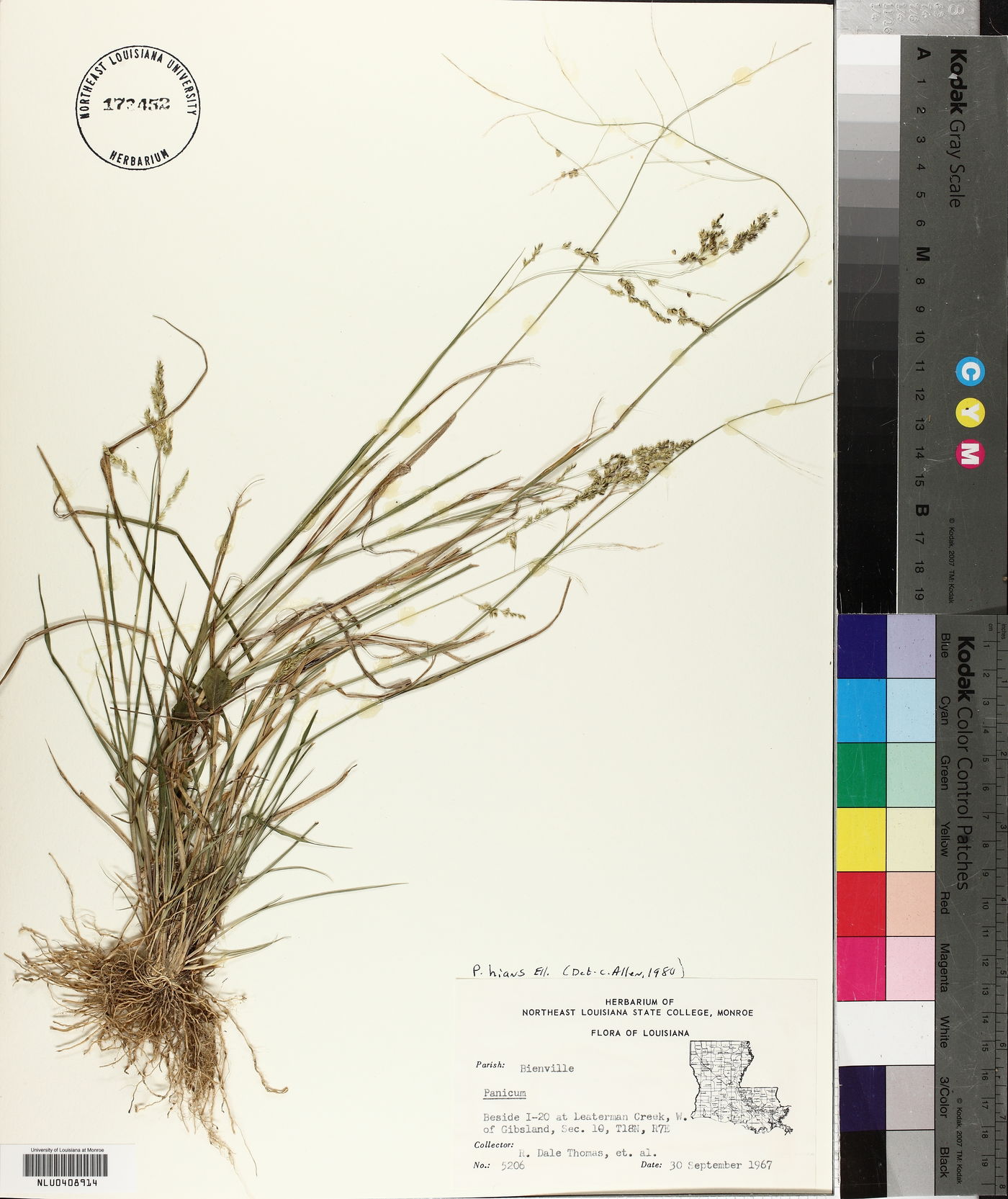 Steinchisma hians image