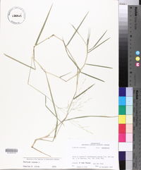 Panicum repens image