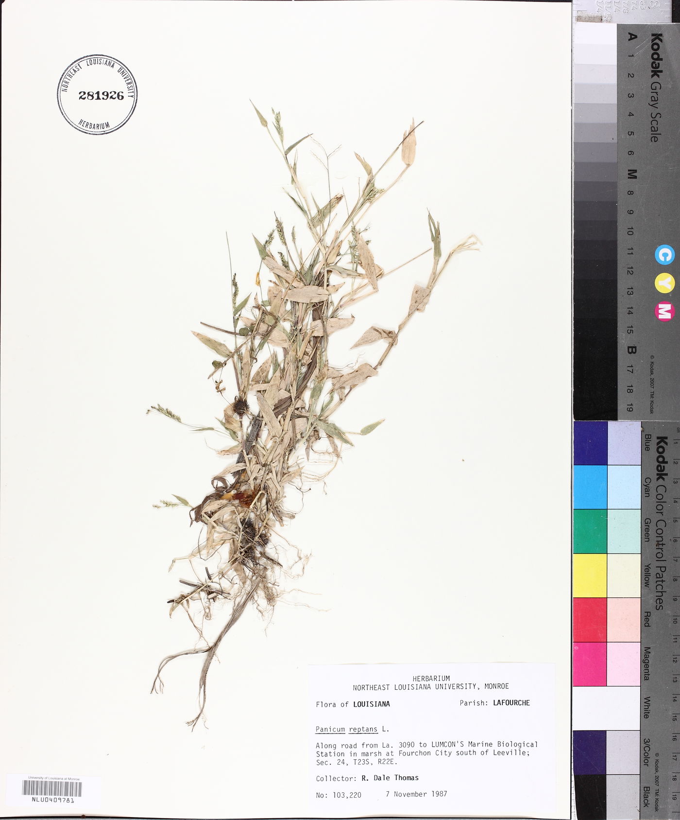 Urochloa reptans image