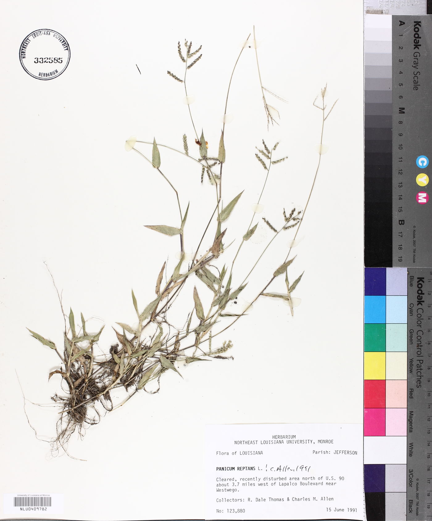 Urochloa reptans image