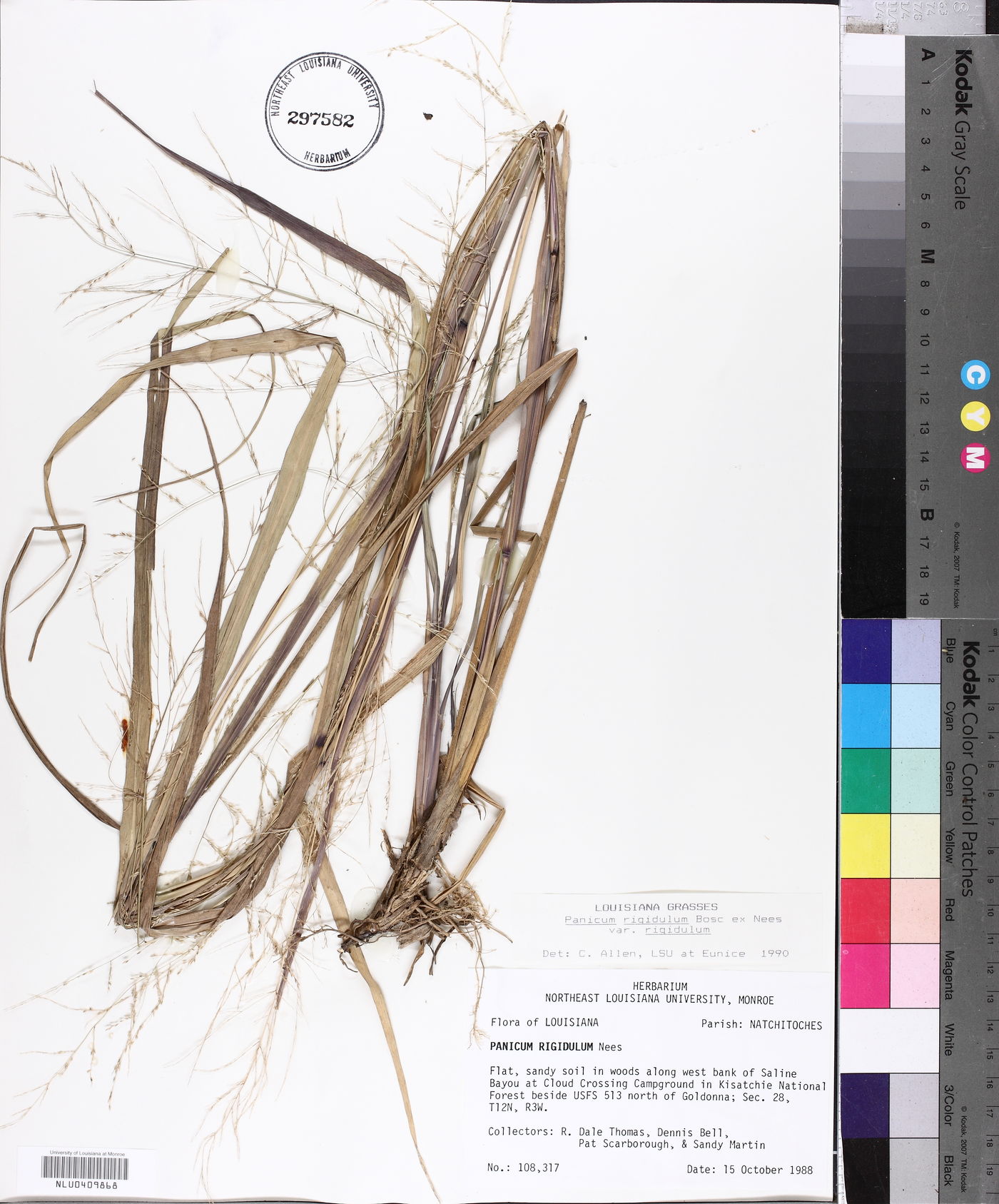 Coleataenia rigidula subsp. rigidula image