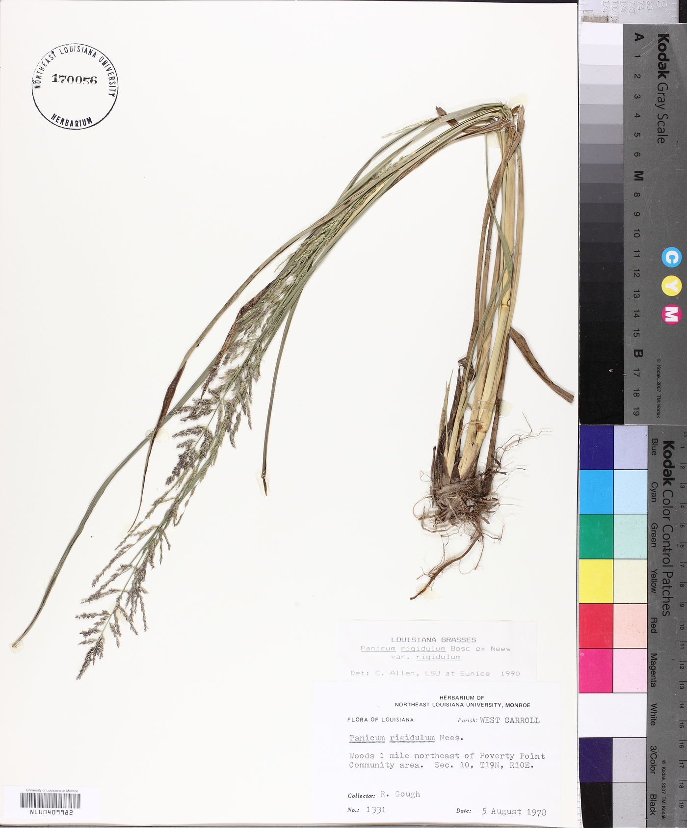 Coleataenia rigidula subsp. rigidula image