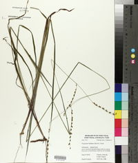 Paspalum bifidum image