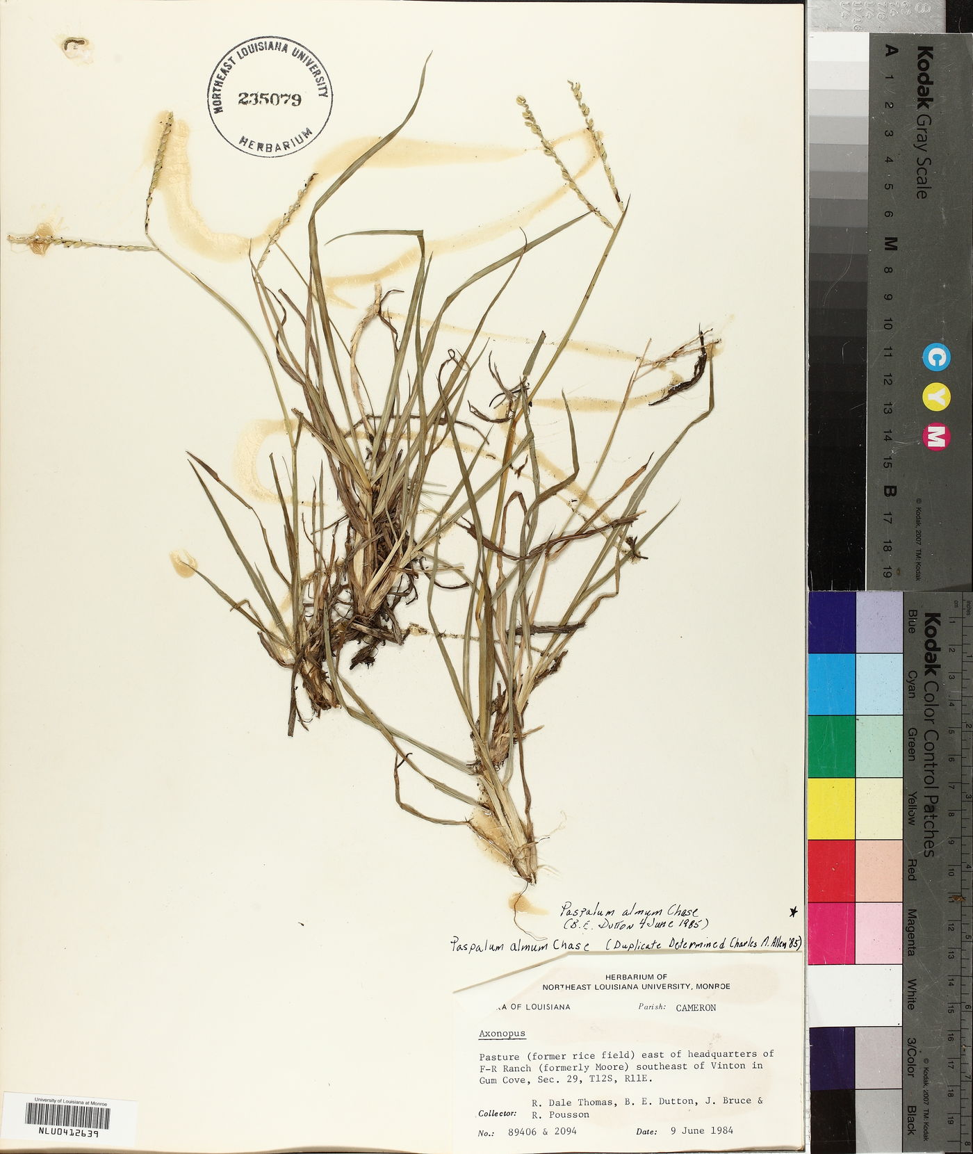 Paspalum almum image