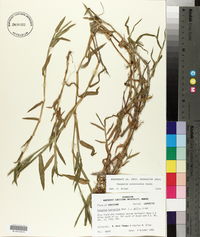 Paspalum acuminatum image