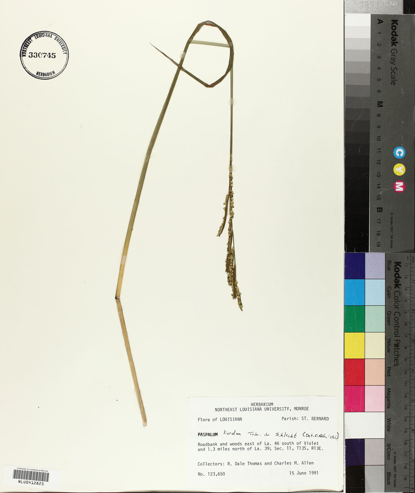 Paspalum denticulatum image