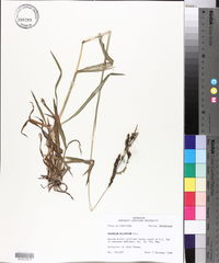 Paspalum dilatatum image