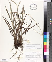 Paspalum floridanum image