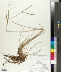 Paspalum notatum image