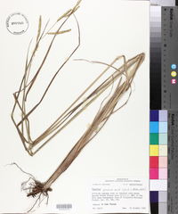 Paspalum praecox image