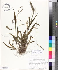 Paspalum setaceum var. ciliatifolium image