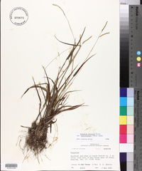 Paspalum setaceum var. muhlenbergii image