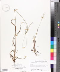 Paspalum setaceum var. muhlenbergii image