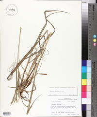 Paspalum urvillei image