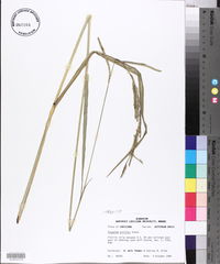 Paspalum urvillei image