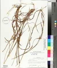 Schizachyrium scoparium var. divergens image