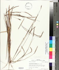 Schizachyrium scoparium var. divergens image