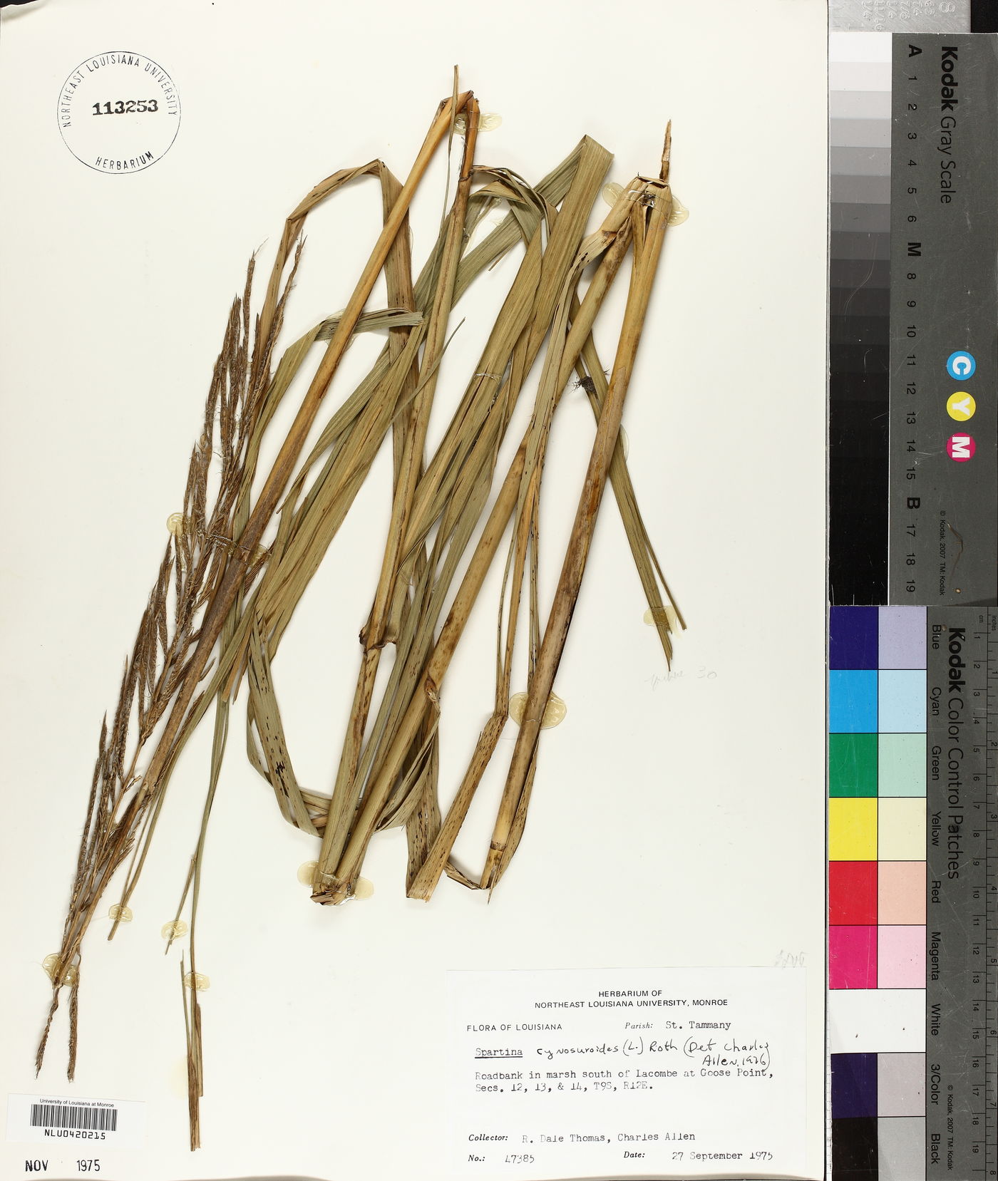 Spartina cynosuroides image