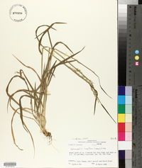 Image of Sphenopholis longiflora