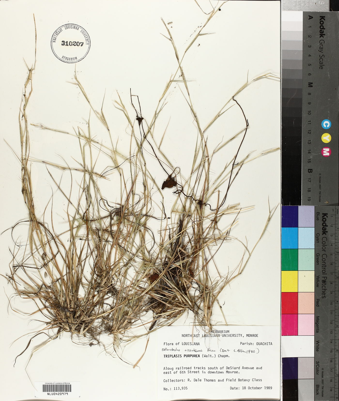 Sporobolus ozarkanus image