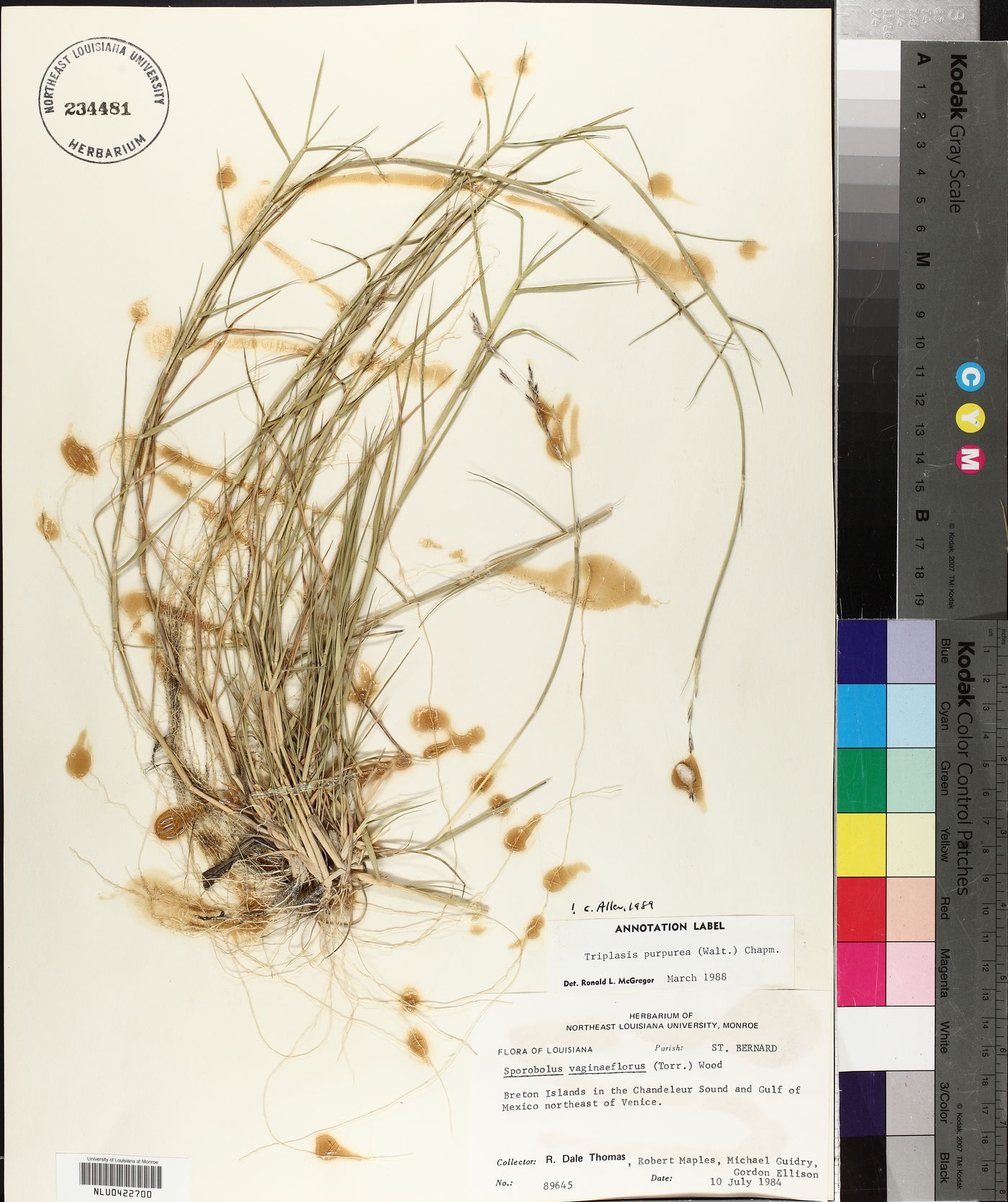 Triplasis purpurea image