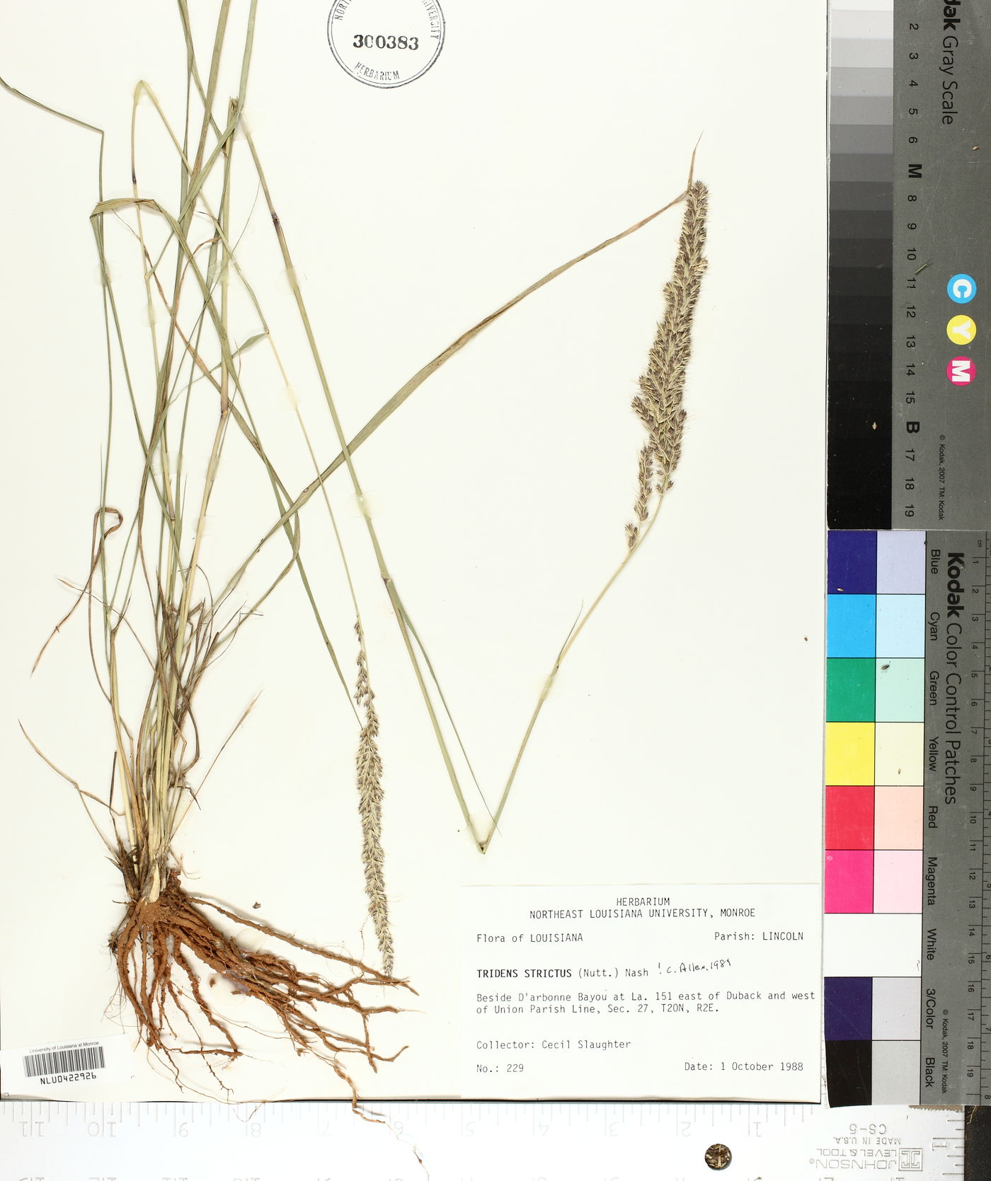Tridens strictus image