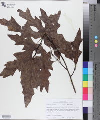 Quercus x garlandensis image