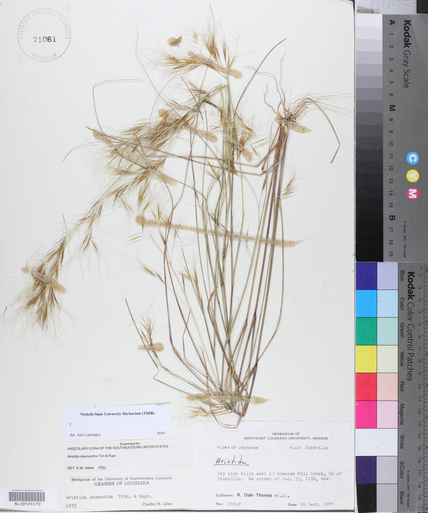 Aristida desmantha image