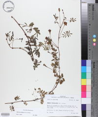 Mimosa strigillosa image