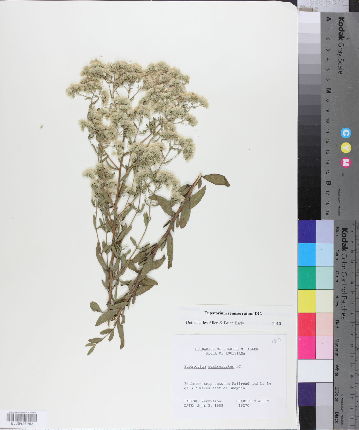 Eupatorium semiserratum image