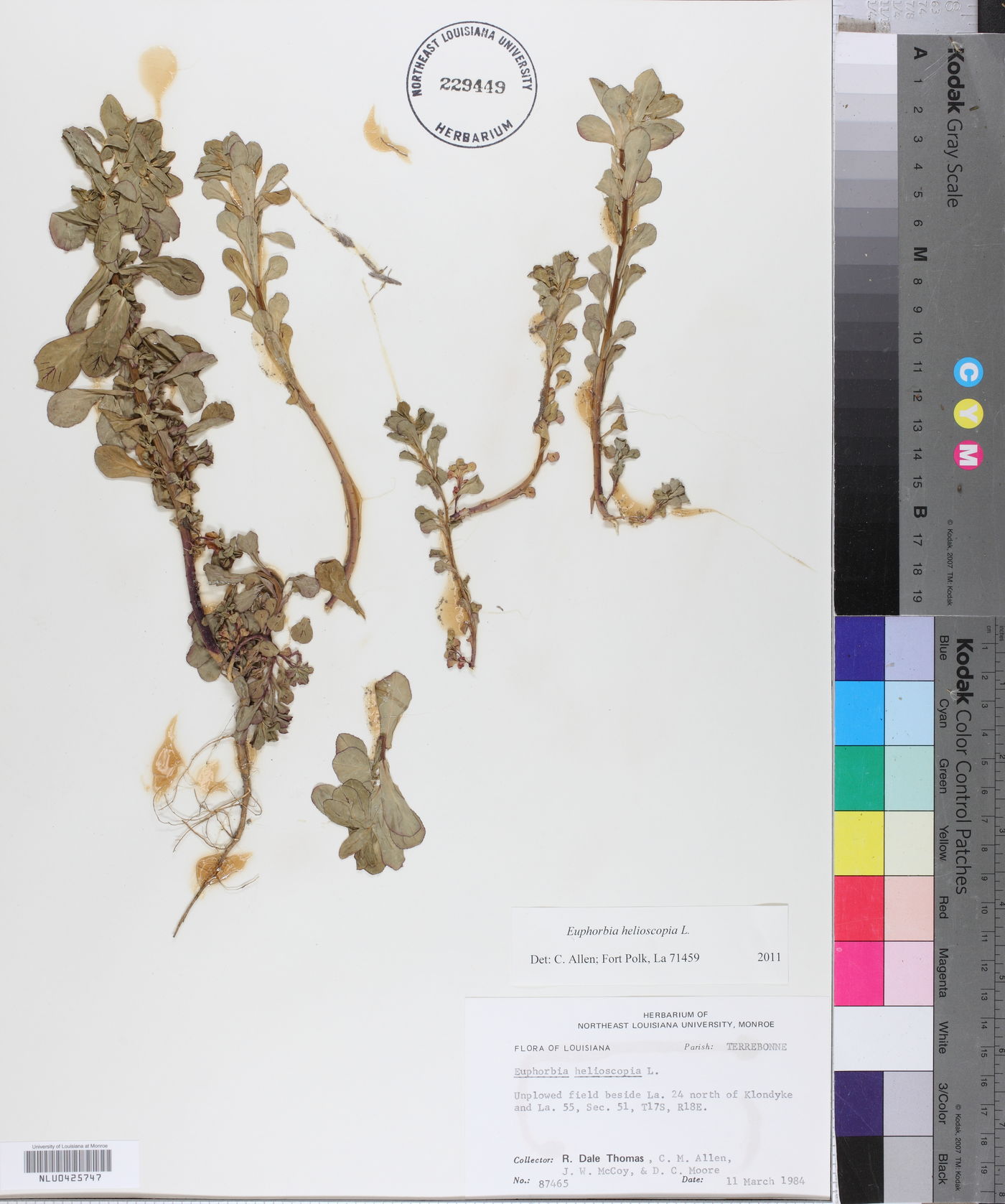 Euphorbia helioscopia image