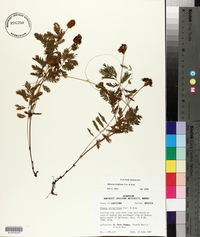 Mimosa strigillosa image