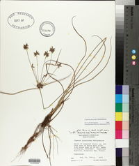 Cyperus grayioides image