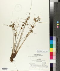 Cyperus flavescens image