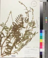 Tephrosia onobrychoides image