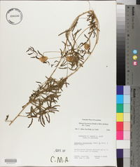 Mimosa hystricina image