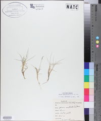 Zoysia tenuifolia image