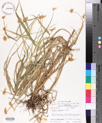 Eriochloa punctata image