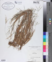 Digitaria ischaemum image