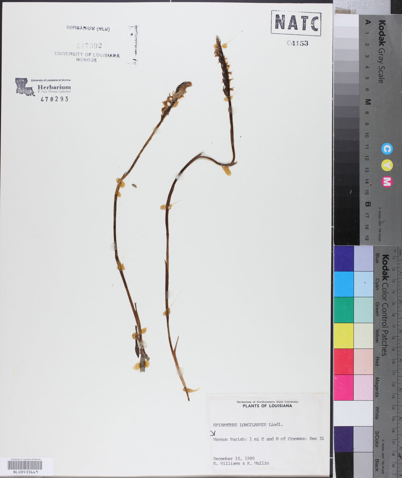 Spiranthes longilabris image