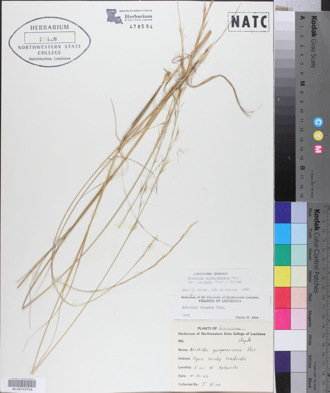 Aristida purpurascens var. virgata image