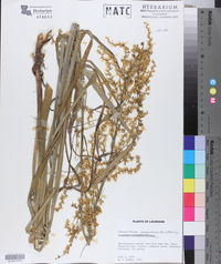 Stenanthium gramineum image