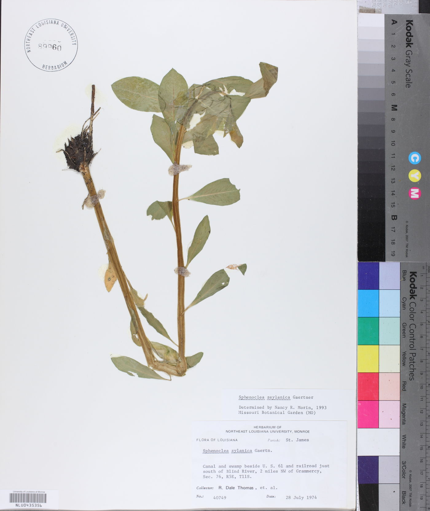 Sphenoclea zeylanica image