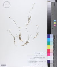 Wahlenbergia marginata image