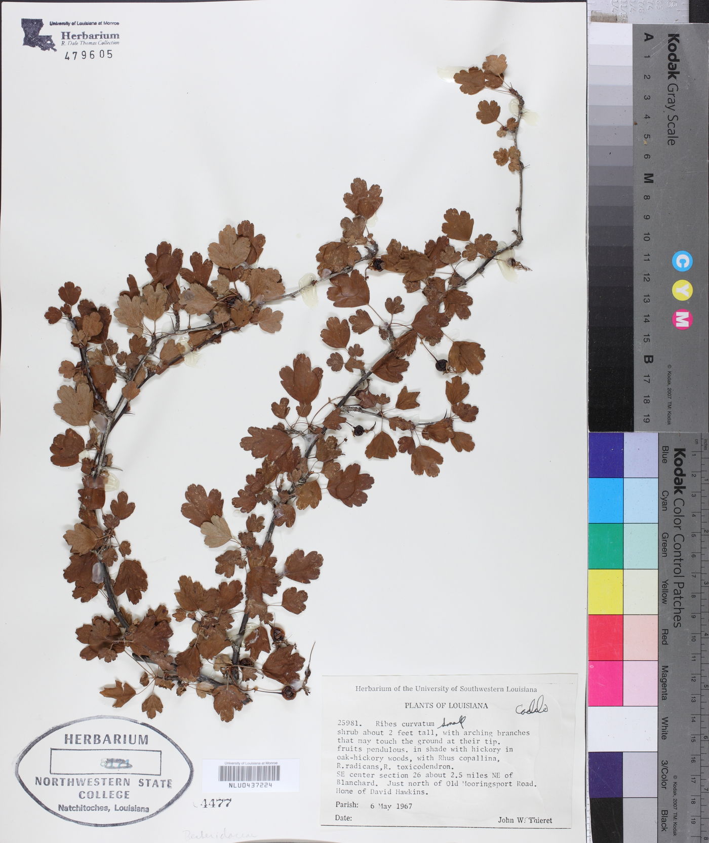 Ribes curvatum image
