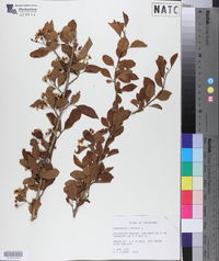 Crataegus viridis image