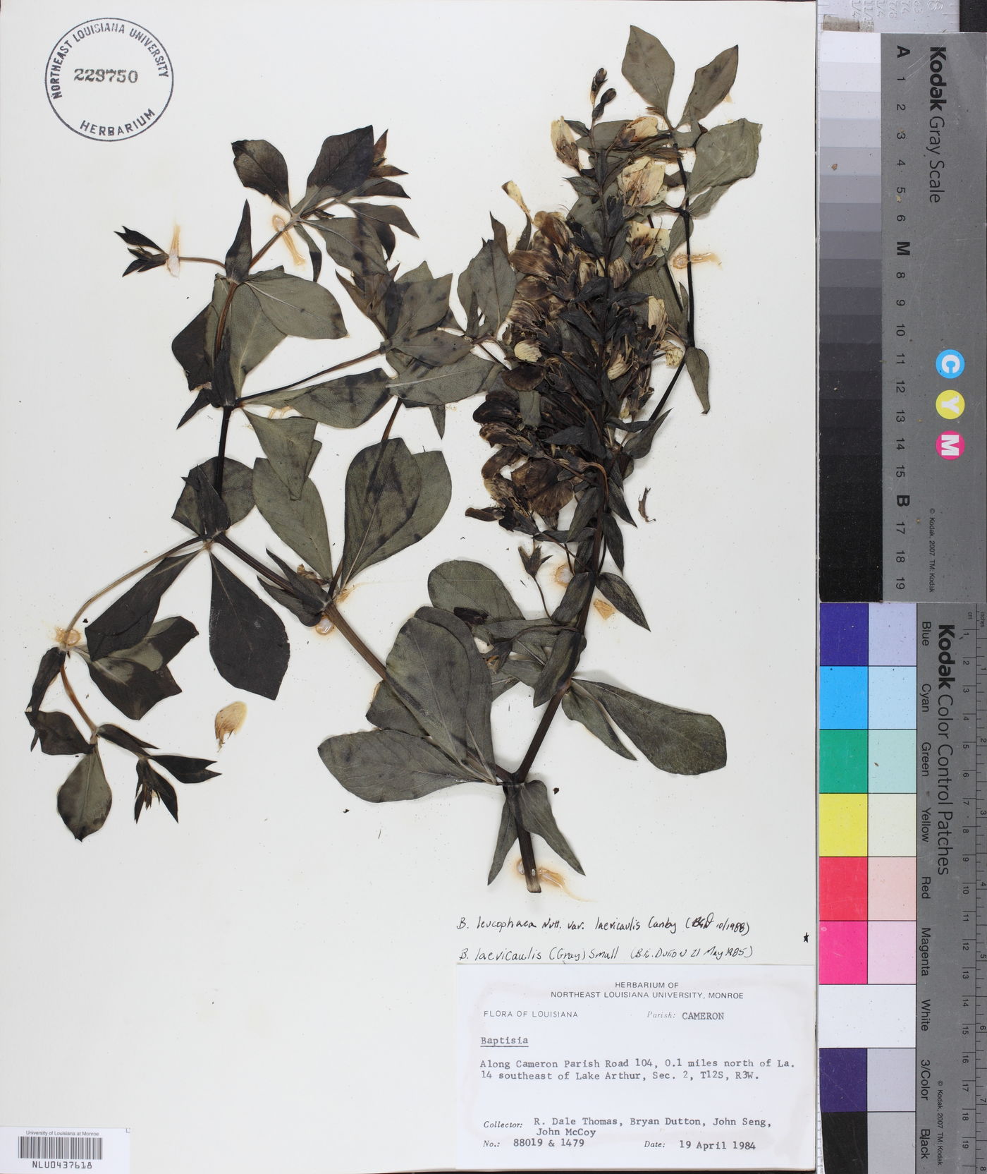 Baptisia bracteata var. laevicaulis image