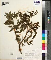 Zanthoxylum clava-herculis image