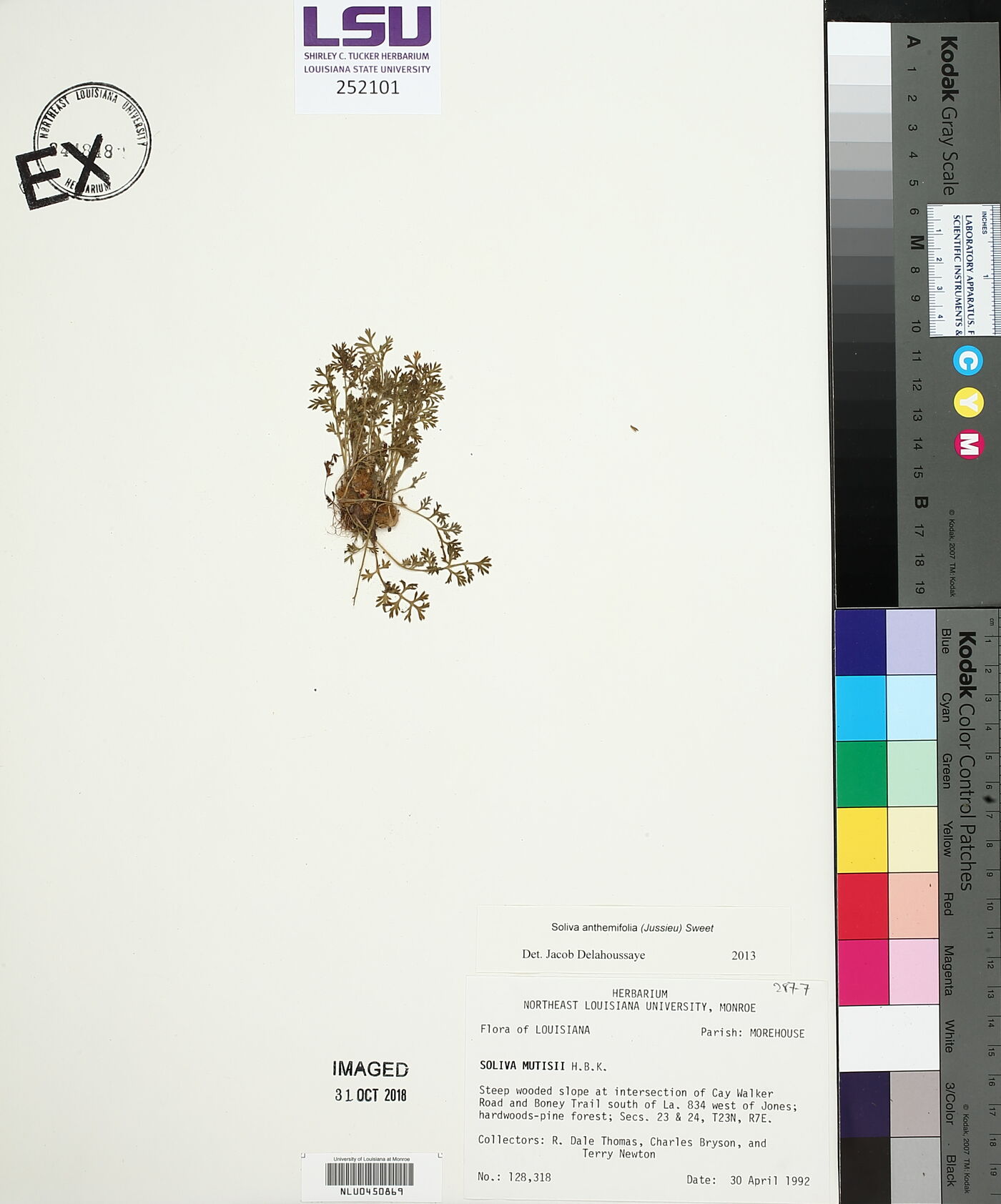 Soliva anthemifolia image